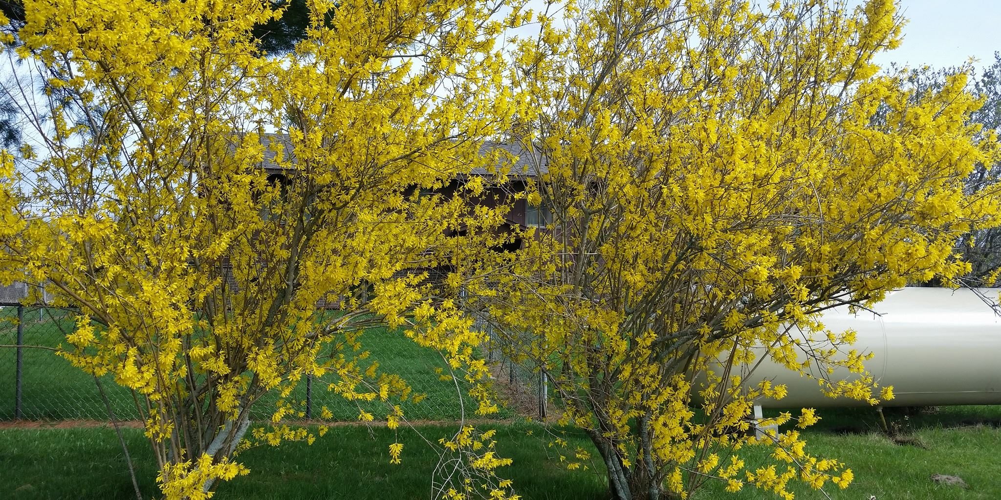 beautiful flowering tree blog - march 2025