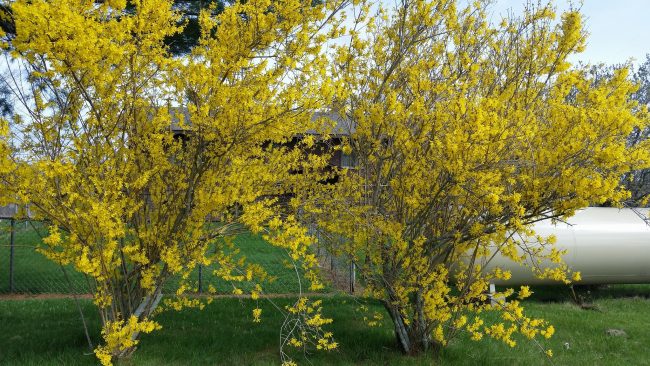 beautiful flowering tree blog - march 2025