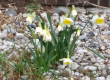 daffodils at holiday camping resort