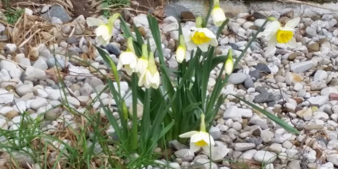 daffodils daffodils at holiday camping resort