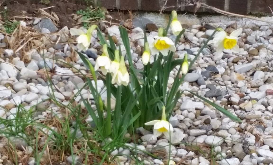 daffodils daffodils at holiday camping resort